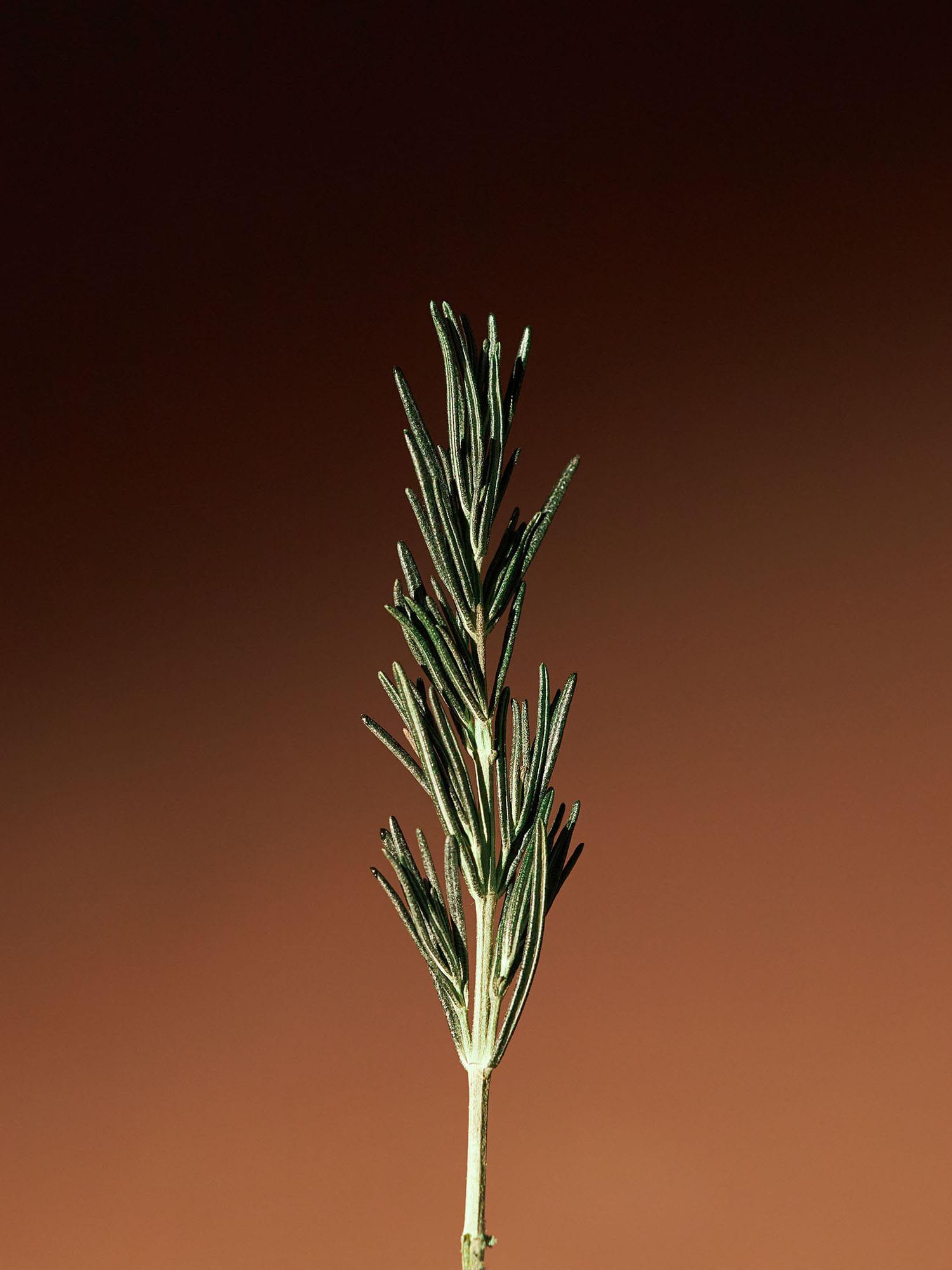 Vitalizing Rosemary Concentrated Essence 100ml - Image 6